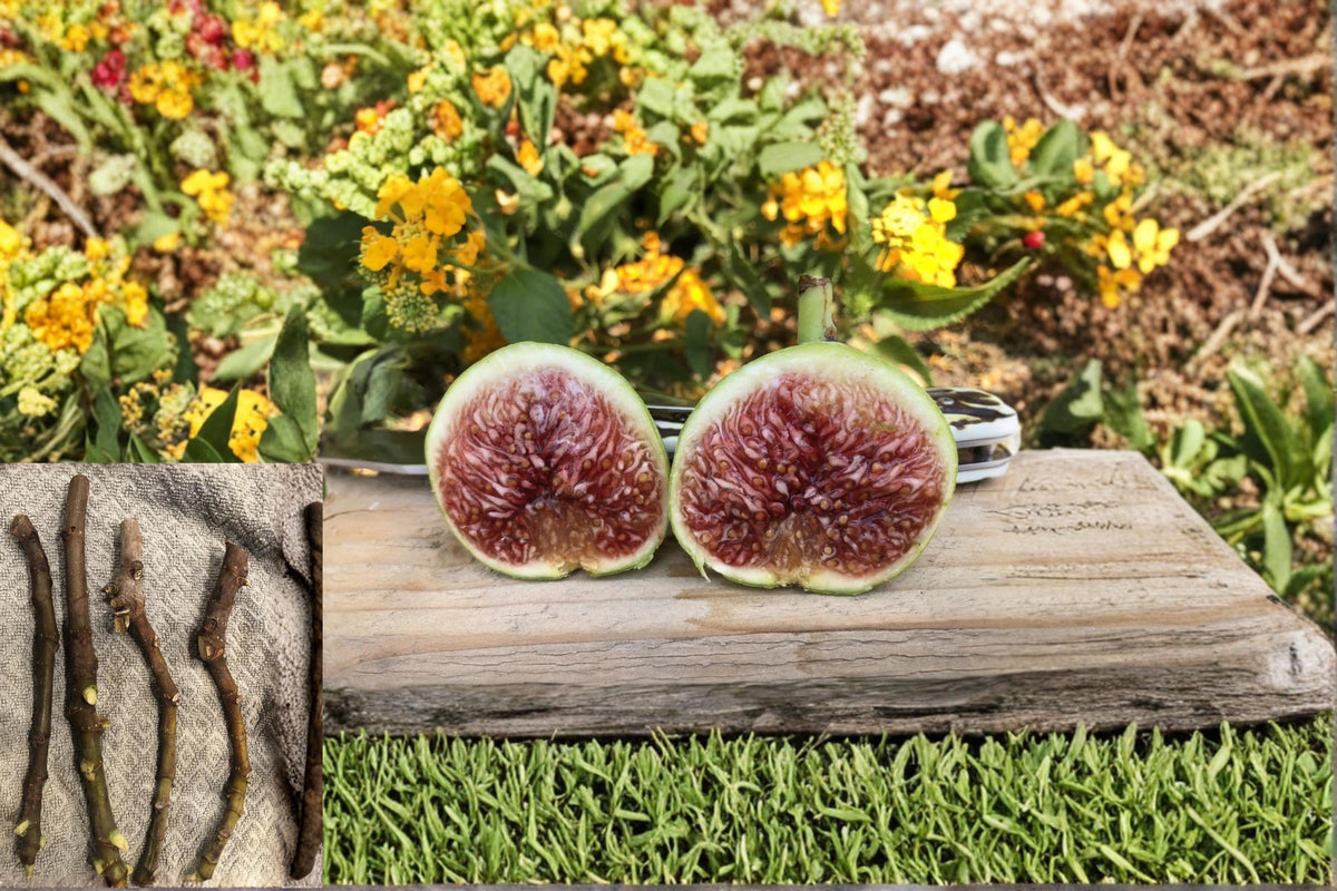 White Adriatic Fig Cuttings - Ficus carica, 6-8" Deciduous Fruit Tree for Garden & Orchard