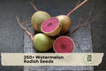 250+ Watermelon Radish Seeds Raphanus sativus Heirloom Root Vegetable for Cool-Season Gardens