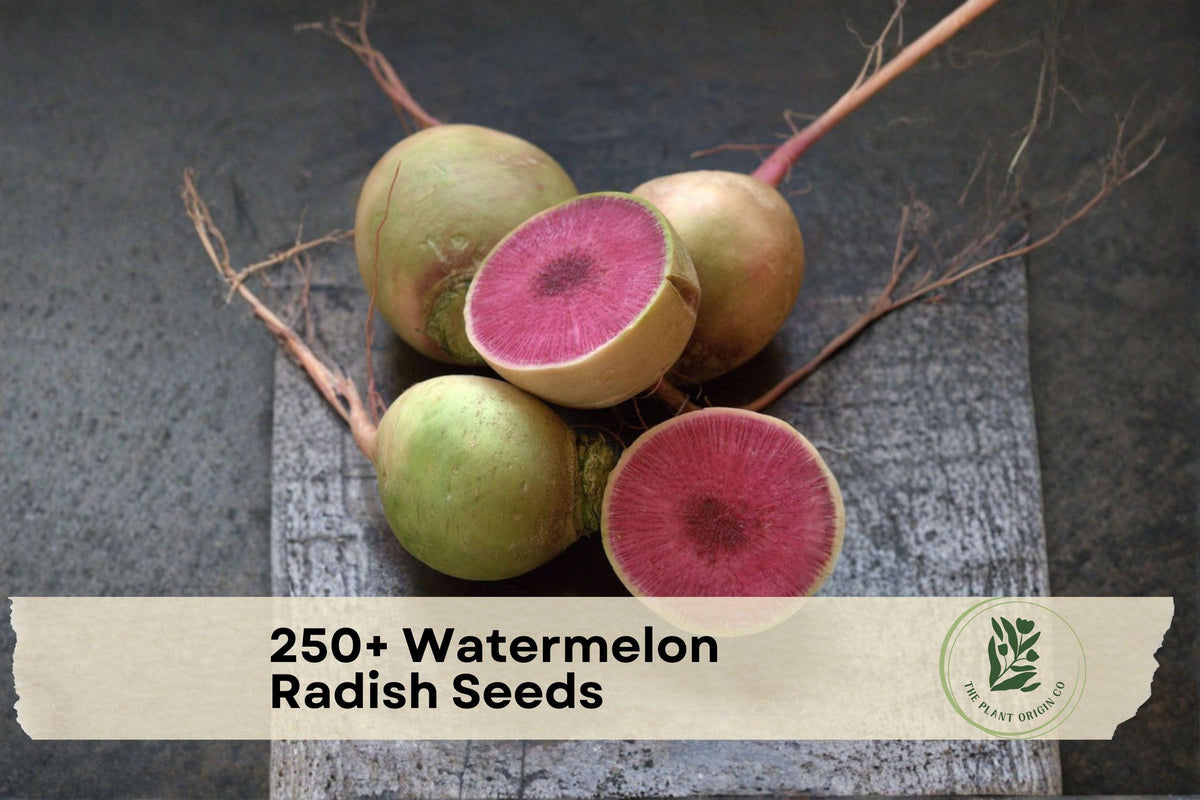 250+ Watermelon Radish Seeds Raphanus sativus Heirloom Root Vegetable for Cool-Season Gardens