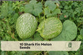 10 Shark Fin Melon Seeds - Cucurbita ficifolia, Exotic Green Fig Leaf Gourd, Vining Edible and Ornamental Plant