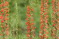 Standing Cypress Seeds - 100+ Wildflower Seeds for Pollinator Gardens, Drought-Tolerant, Bright Red Tubular Blooms, Ipomopsis rubra