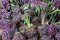 Early Purple Sprouting Broccoli Seeds – Heirloom Non-GMO Vegetable Garden Pack for Cold Hardy, Purple Florets, Full Sun, 400+ Seeds
