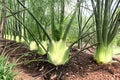 Florence Fennel Seeds, Heirloom Culinary Herb, Foeniculum Vulgare, 200+ Seeds for Garden, Bulb and Leaf, Anise Flavor