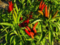 Thai Bird Chili Pepper Seeds – 25 Count, Small Hot Asian Bird’s Eye Chili, Capsicum annuum, Compact Plant for Spicy Dishes