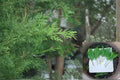 Leyland Cypress Cuttings 6-8" for Privacy Screen, Evergreen Hedge, Windbreak – Cupressus × leylandii Propagation Material