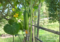 Carolina Pickling Cucumber F1 Hybrid Seeds – Early, Crisp, Pickling & Salad Variety for Vegetable Gardens