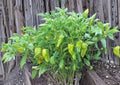 Heirloom Cubanelle Pepper Seeds – Long Light Green Frying Peppers for Garden, Culinary, Capsicum annuum