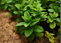 Spearmint Herb Seeds – 100 Heirloom Aromatic Mint Seeds for Culinary & Tea Gardens, Perennial, Green Leaves, Fragrant, Mint