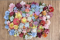 Mixed Succulents 25 Cuttings Assorted Rosette Succulent Collection Varies for Container Gardens & Decor
