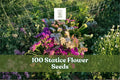 Statice Flower Seeds – Mixed Colors for Cut Flowers & Dried Arrangements – Limonium spp.