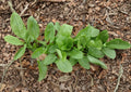 Large Leaf Sorrel Herb Seeds – Heirloom Perennial, Bright Green Leaves, Lemon Flavor, Easy to Grow, Garden & Container Plant