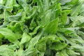 Large Leaf Sorrel Seeds – Heirloom Perennial Herb for Culinary Use, Bright Lemon Flavor, Garden, Salad, Soup, and Garnish