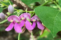 Wild Kidney Bean Vine Seeds – Native Perennial Climbing Legume, Phaseolus polystachios, Nitrogen-Fixing, Native Plant Garden, Trellis