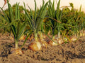 Walla Walla Long Onion Seeds – Allium cepa, Large Bulbs, Green Leaves, Garden Vegetable, 50 Seeds