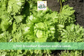 1000 Seeds Broadleaf Batavian Endive Heirloom Leafy Vegetable Garden