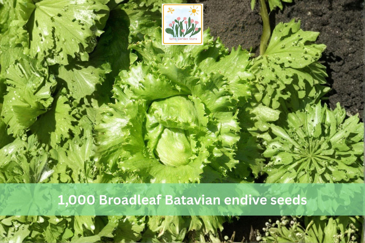 1000 Seeds Broadleaf Batavian Endive Heirloom Leafy Vegetable Garden
