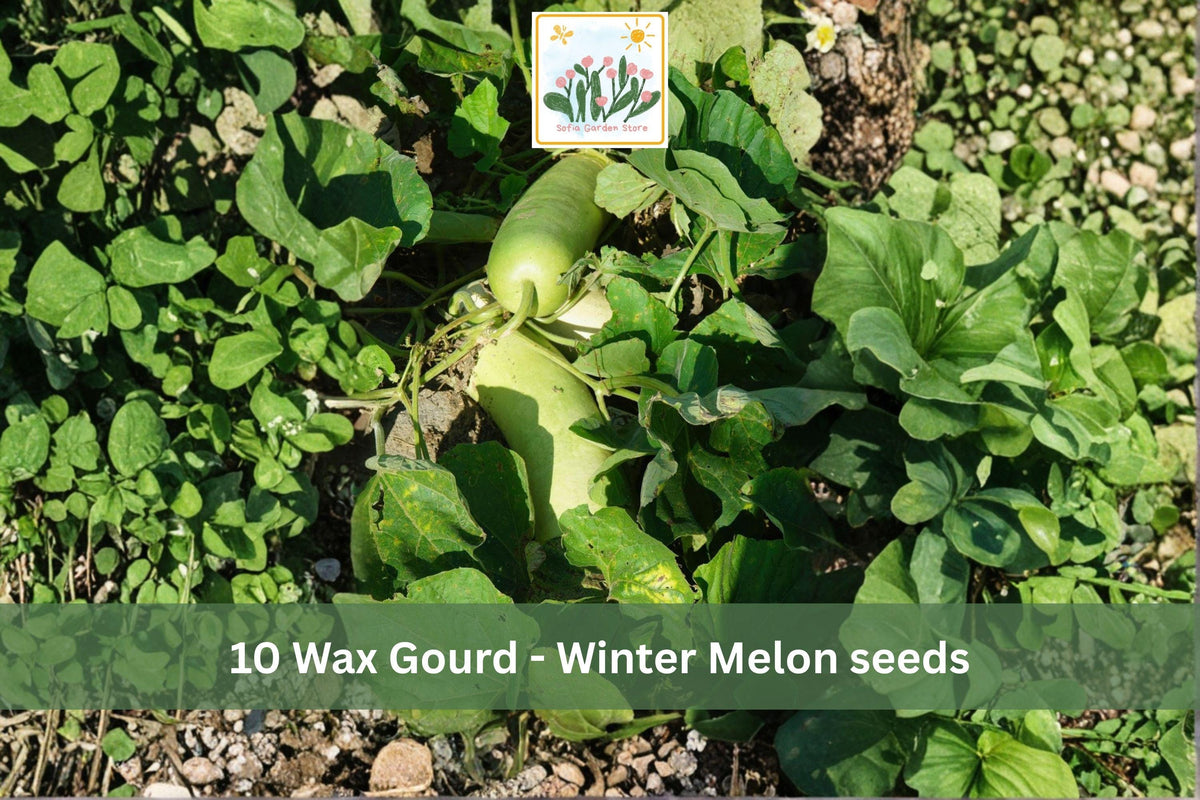 10 Seeds Wax Gourd Winter Melon Benincasa hispida Vining Garden Vegetable
