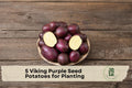 Viking Purple Seed Potatoes 5 lbs for Planting, Vegetable Tuber Crop, Purple Skin, Solanum tuberosum