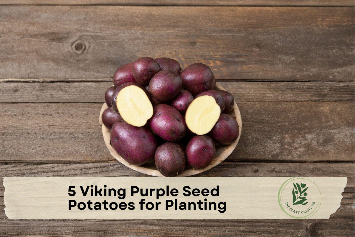 Viking Purple Seed Potatoes 5 lbs for Planting, Vegetable Tuber Crop, Purple Skin, Solanum tuberosum