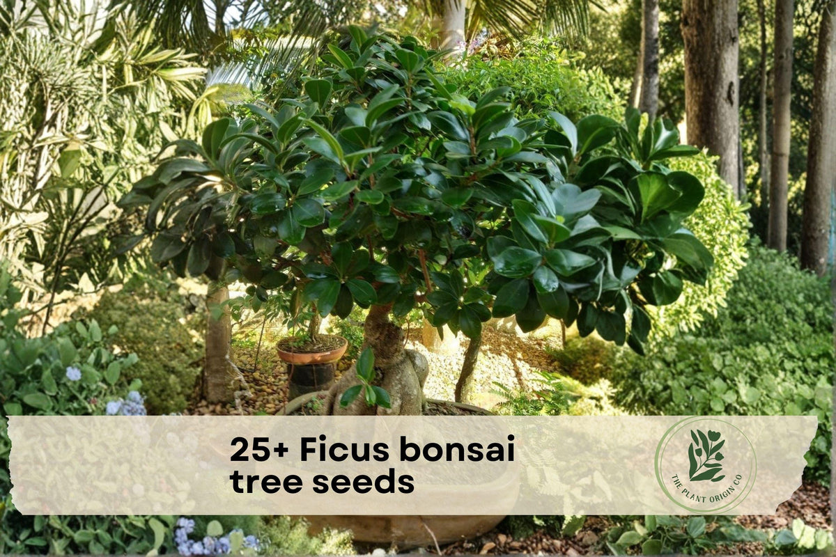 Ficus Bonsai Tree Seeds – 25+ Pack for Indoor Container Gardening, Small Tree, Ficus spp.
