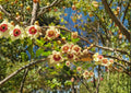 Sweet Everlasting Seeds – White Blooms, Silvery Foliage, Wildflower Garden, Pseudognaphalium, Pollinator-Friendly, Dried Arrangements
