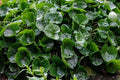 Wild Ginger Seeds – Native Woodland Ground Cover, Shade Loving Medicinal Herb, Asarum Canadense, 10 Seeds