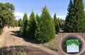 Leyland Cypress Cuttings 6-8" Unrooted, Fast Growing Privacy Tree, Evergreen Conifer, Cupressus × leylandii