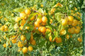 Golden Yellow Plum Tree Bare Root Plant – Prunus domestica, 2 ft Tall Deciduous Fruit Tree for Backyard Orchards