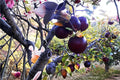 Arkansas Black Apple Tree - Bare Root 2 ft Tall Heirloom Malus domestica for Backyard Orchard and Garden
