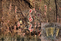 French Pussy Willow Cuttings - Unrooted Salix caprea Shrub for Hedging & Ornamental Use