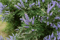 Vitex Agnus Castus Seeds – Monk’s Pepper, Drought Tolerant Ornamental Shrub, Purple Blooms, Pollinator-Friendly, 10 Seeds
