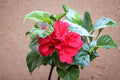 Red Rose of Sharon Plants – 2 Live Hibiscus syriacus Shrubs, Ornamental Red Flowering Bush for Garden Borders and Hedges