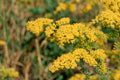 Old Field Goldenrod Seeds – Native Perennial Wildflower for Pollinator Gardens & Meadows, Solidago nemoralis, 500 Seeds