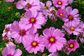 Cosmos Gloria Seeds – 100 Vibrant Annual Flower Seeds for Garden Borders, Cut Flowers, Pollinator Friendly, Cosmos Scientific Name