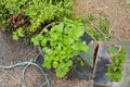 Cuban Oregano Cuttings - 6 Unrooted Plectranthus amboinicus Tropical Herb for Culinary & Garden