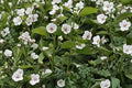 Marshmallow Seeds, Althea Officinalis, Non-GMO, Medicinal Herb, Perennial Plant for Herb Gardens, Edible Roots & Leaves
