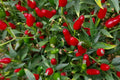 Thai Hot Pepper Seeds, Heirloom Non-GMO Chili Seeds for Spicy Vegetables, Culinary Hot Peppers, Container Growing