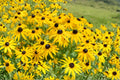 Black Eyed Susan Seeds | Rudbeckia Hirta Wildflower | Pollinator Friendly Perennial Flower for Gardens & Wildflower Meadows