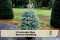 Colorado Blue Spruce Seedling – Live Evergreen Tree with Blue-Green Needles, Picea pungens, Pyramidal Shape for Landscaping