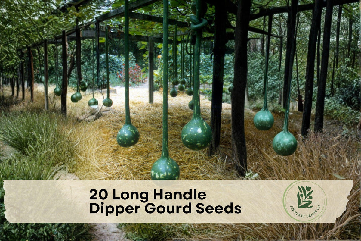 20 Long Handle Dipper Gourd Seeds | Ornamental Lagenaria Siceraria Vine for Crafting & Decoration