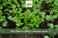 100 Seeds Cilantro Leisure Coriander Slow Bolt Herb Garden