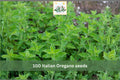 100 Seeds Italian Oregano Origanum vulgare Heirloom Perennial Culinary Herb Garden