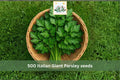 500 Seeds Italian Giant Parsley Dark Green Flat Leaf Culinary Herb