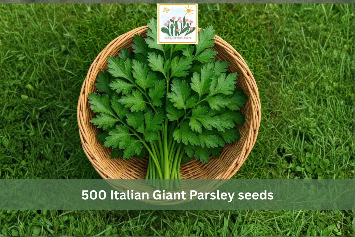 500 Seeds Italian Giant Parsley Dark Green Flat Leaf Culinary Herb
