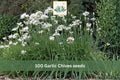 100 Seeds Garlic Chives Allium tuberosum Culinary Herb