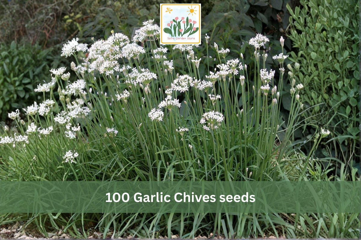 100 Seeds Garlic Chives Allium tuberosum Culinary Herb