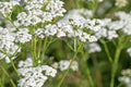 White Yarrow Seeds - Perennial Medicinal Herb, Pollinator Friendly Flower Garden, Achillea millefolium