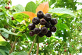 Black Chokeberry Unrooted Cuttings - Aronia melanocarpa Deciduous Shrub for Edible Landscapes & Wildlife