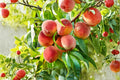 Contender Peach Tree Bare Root 2 ft Prunus persica Fruit Tree for Garden & Orchard