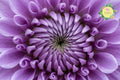 Faded Lilac Mum Chrysanthemum Seeds, 200+ Annual Flower Seeds for Borders, Cut Flowers, Garden Beds, Chrysanthemum morifolium